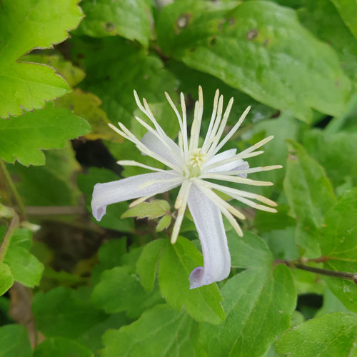 Clematis 'Praecox' AGM