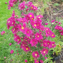 Aster novi-belgii 'Crimson Brocade'