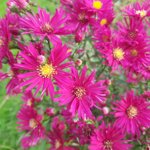 Aster novi-belgii 'Crimson Brocade'