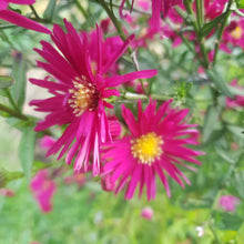 Aster novi-belgii 'Crimson Brocade'