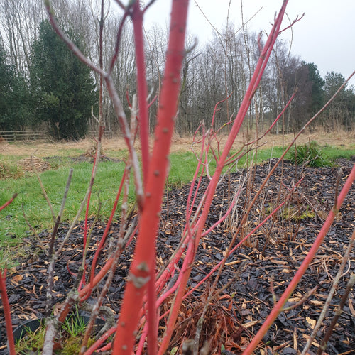 Cornus sanguinea 'Midwinter Fire'