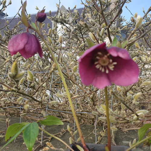 Helleborus orientalis 'Red Hybrids'