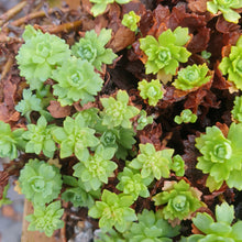 Sedum pachyladus grey stone crop