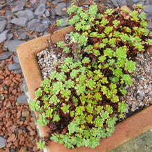 Sedum pachyladus grey stone crop