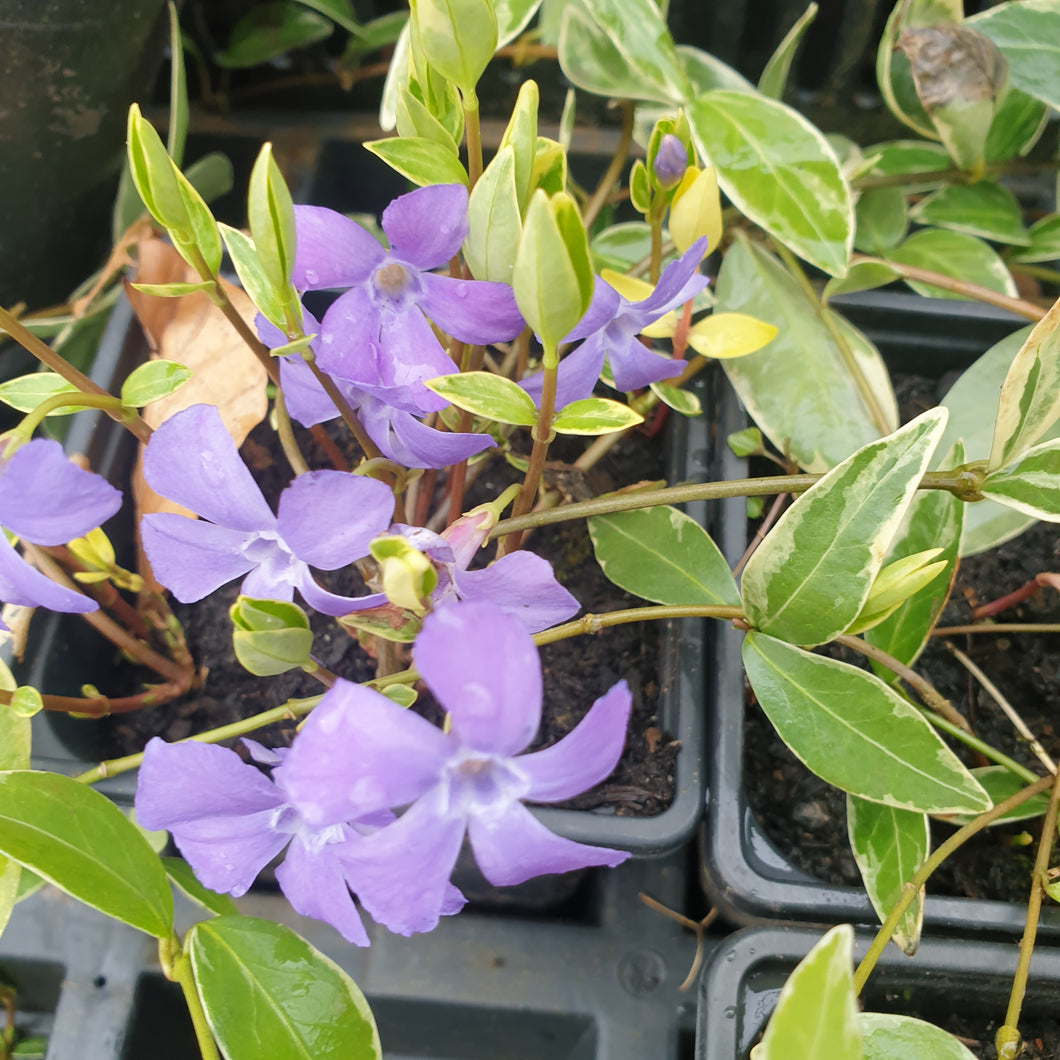 Vinca Minor Variegata Plants Shoots And Leaves vinca-minor-variegata-plants-shoots-and-leaves
