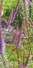 Veronicastrum 'Cupid'