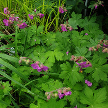 Geranium macrorrhizum Bevan’s Variety