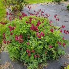 Dicentra formosa Bacchanal