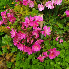 Lewisia cotyledon Hybrids