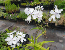 Phlox divaricata 'White Perfume'