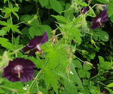 Geranium phaeum 'Raven'
