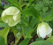 Helleborus niger