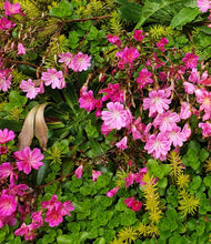 Lewisia cotyledon Hybrids