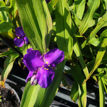 Tradescantia (Andersoniana Group) 'Purple Dome'