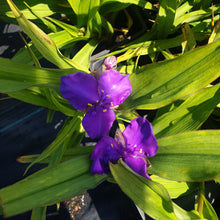 Tradescantia (Andersoniana Group) 'Purple Dome'