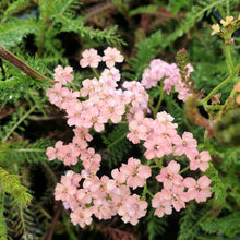 Achillea Lachsschonheit