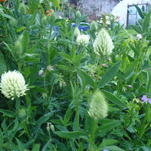 Trifolium Ochroleucum