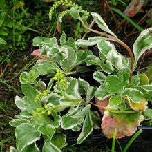 Chiastophyllum oppositifolium 'Jim's Pride'