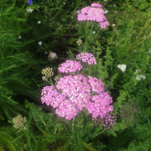Achillea 'Apfelblute'
