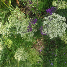 Cenolophium denudatum