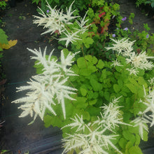 Aruncus dioicis (Goats Beard)