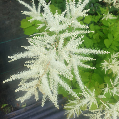 Aruncus dioicis (Goats Beard)