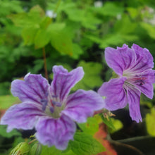 Geranium nudosum 'Clos de Coudray'