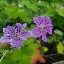 Geranium nudosum 'Clos de Coudray'