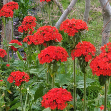 Lychnis chalcedonica