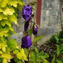 Campanula Kent Belle AGM