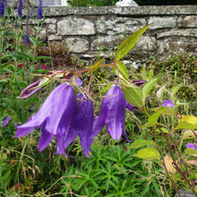 Campanula Kent Belle AGM