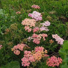 Achillea Lachsschonheit