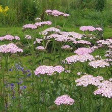 Achillea 'Apfelblute'