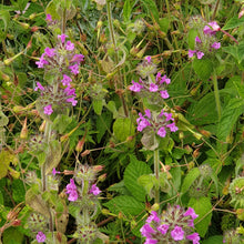 Clinopodium vulgare