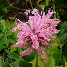 Monarda Croftway Pink