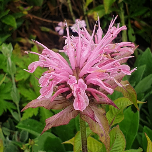 Monarda Croftway Pink