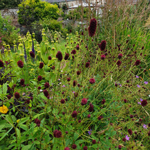 Sanguisorba officinalis 'Arnhem'