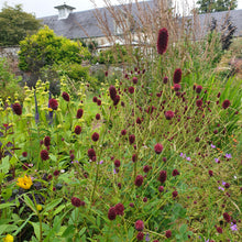 Sanguisorba officinalis 'Arnhem'