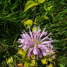 Monarda fistulosa