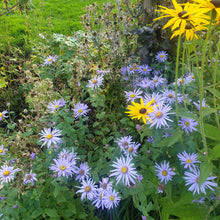 Aster x frikartii 'Monch'