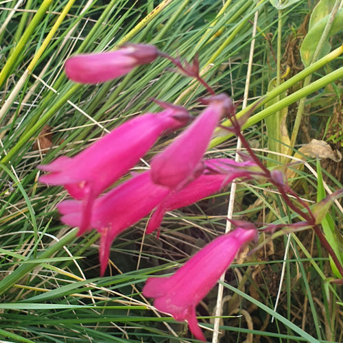 Penstemon Garnet