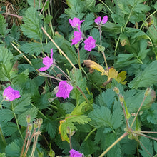 Erodium manescavii