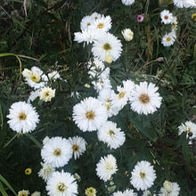 Aster (symphytcum) novi-belgii 'White Ladies'