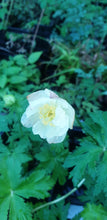 Trollius culturum New Moon