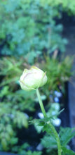 Trollius culturum New Moon