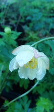 Trollius culturum New Moon