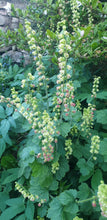 Tellima grandiflora 'Forest Frost'