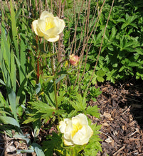 Trollius culturum New Moon