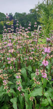 Phlomis Bronze Flamingo