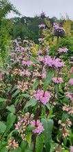 Phlomis Bronze Flamingo